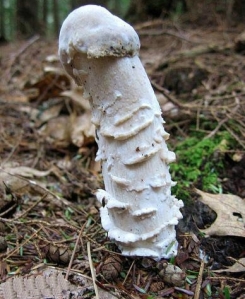 penis-mushroom