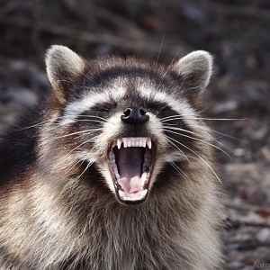 angry-raccoon